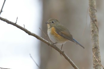 ルリビタキ 滋賀県河辺いきものの森 2021年1月5日(火)