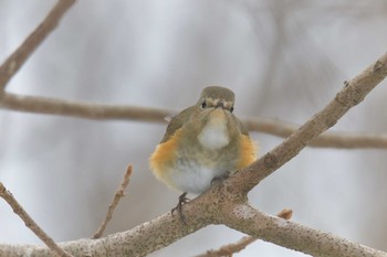 ルリビタキ 滋賀県河辺いきものの森 2021年1月5日(火)