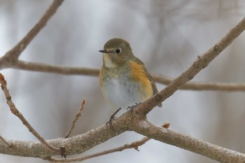 ルリビタキ 滋賀県河辺いきものの森 2021年1月5日(火)