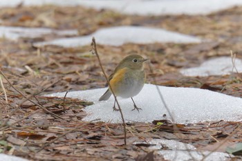 ルリビタキ 滋賀県河辺いきものの森 2021年1月5日(火)