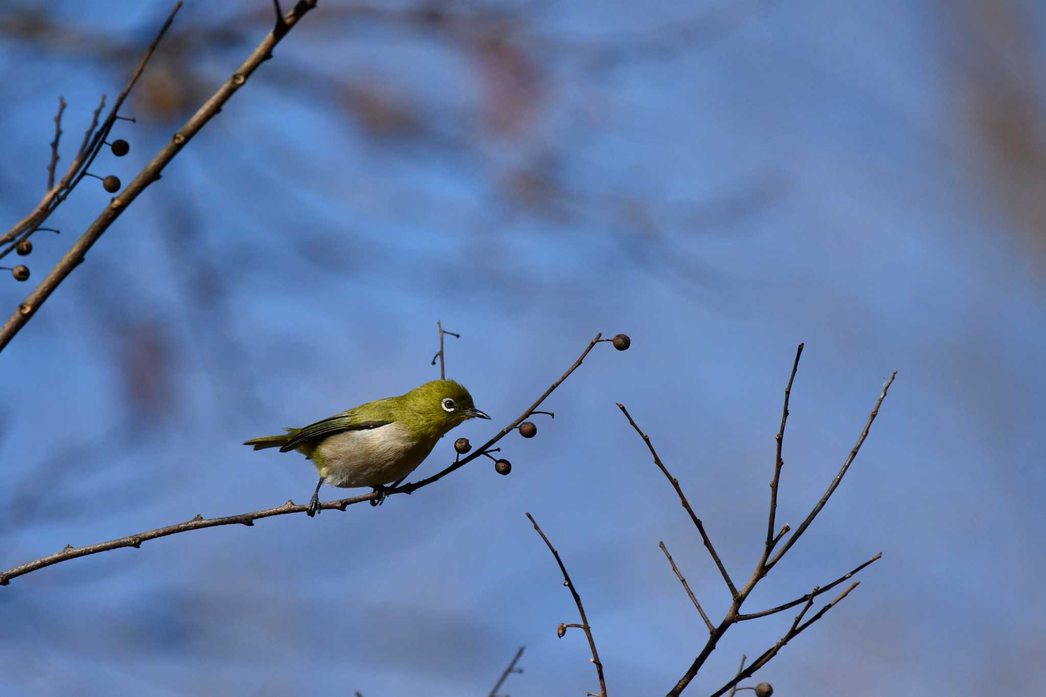 水元公園 メジロの写真 by TK2