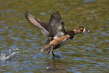 2020年11月28日(土) 神奈川県の野鳥観察記録