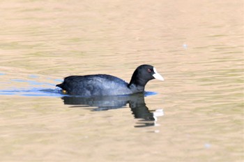 2021年1月4日(月) 新横浜公園の野鳥観察記録