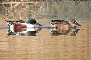 ハシビロガモ 新横浜公園 2021年1月4日(月)