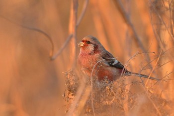 Siberian Long-tailed Rosefinch 東京都足立区 Mon, 1/4/2021