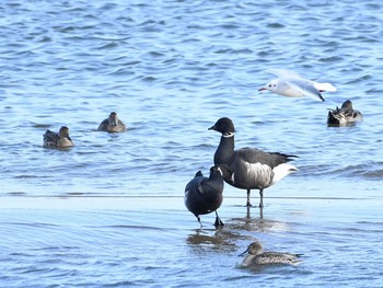 Brant Goose 雲出川河口 Tue, 11/29/2016