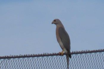 Shikra Pattaya, Chon buri Tue, 1/5/2021