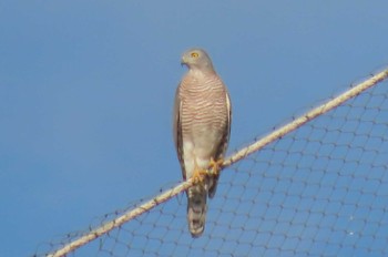 Shikra Pattaya, Chon buri Tue, 1/5/2021