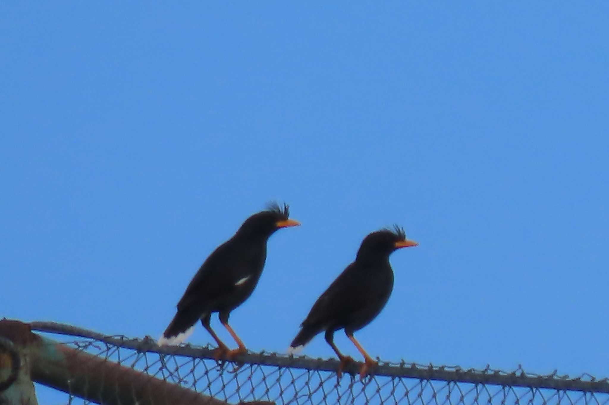 Photo of Common Myna at Pattaya, Chon buri