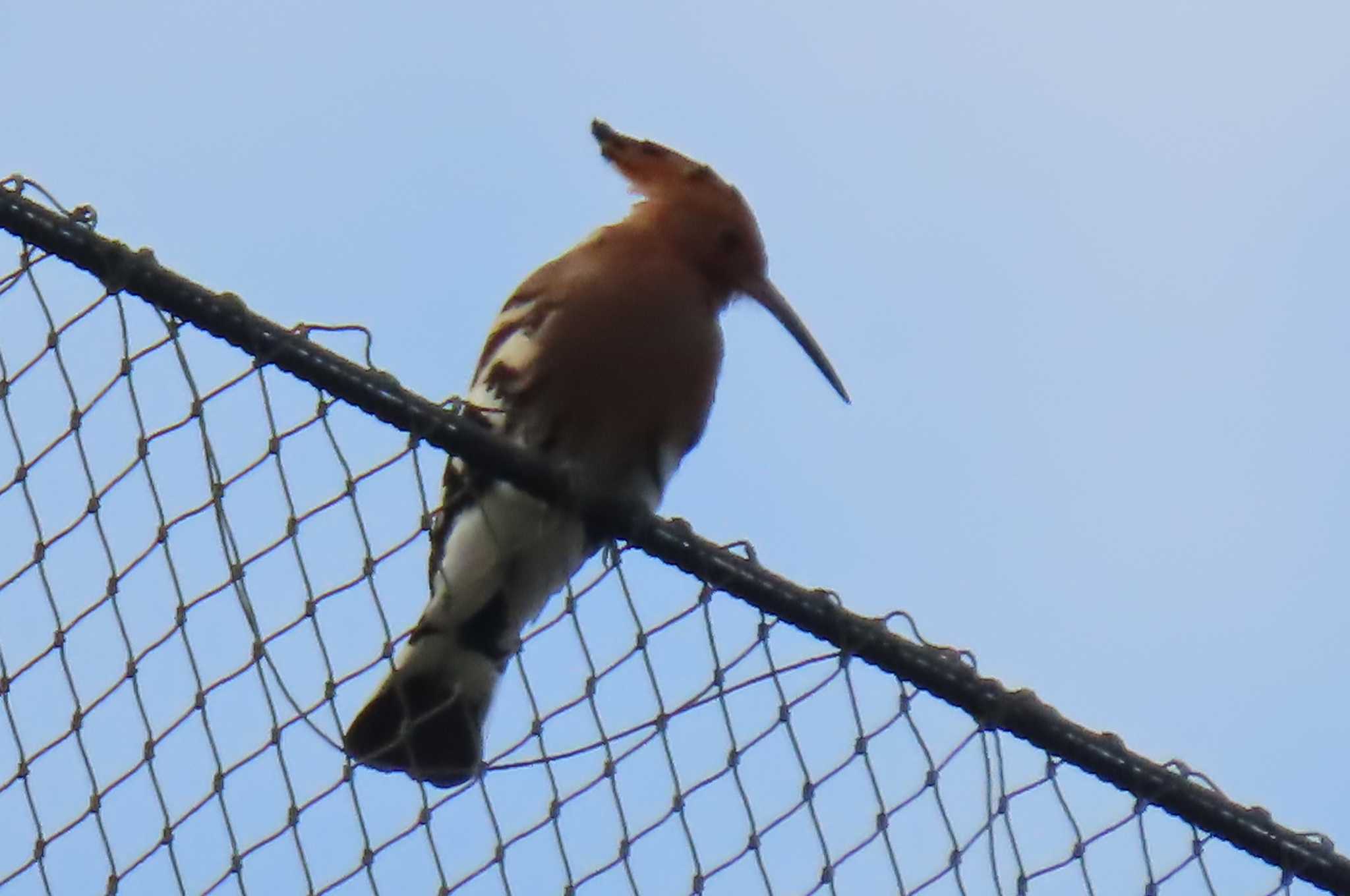 Photo of Eurasian Hoopoe at Pattaya, Chon buri