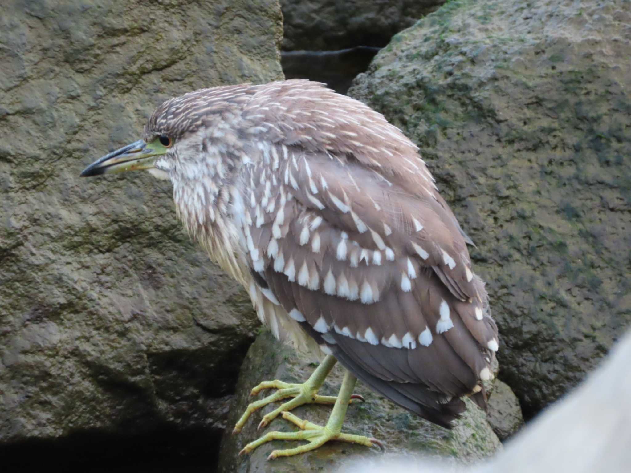 Photo of Black-crowned Night Heron at 岡山旭川