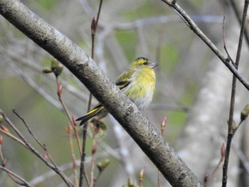 Eurasian Siskin 小木津山自然公園 Thu, 12/31/2020