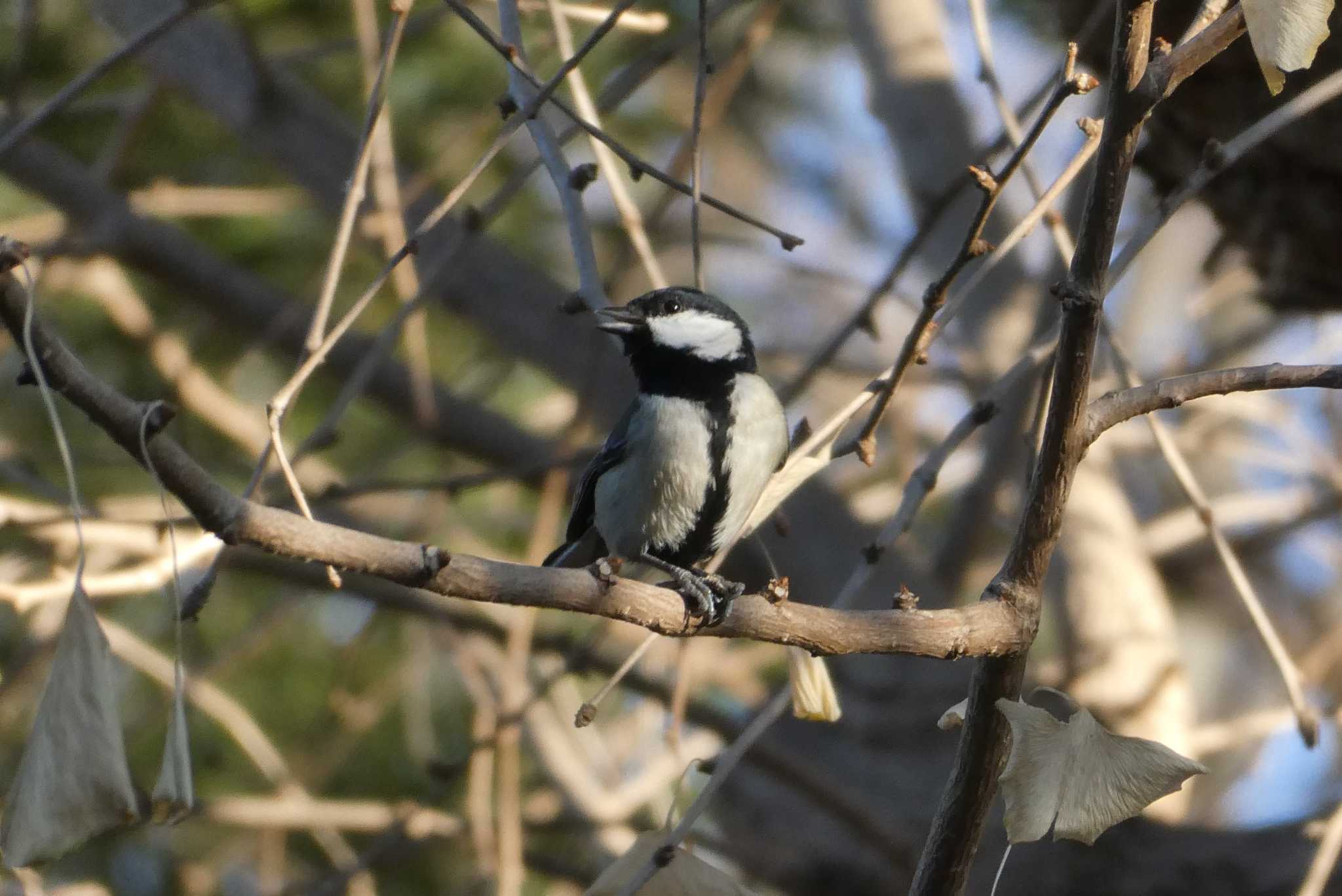 Photo of Japanese Tit at 東京都北区