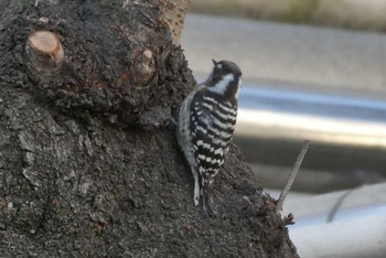 Japanese Pygmy Woodpecker 東京都北区 Sun, 1/3/2021