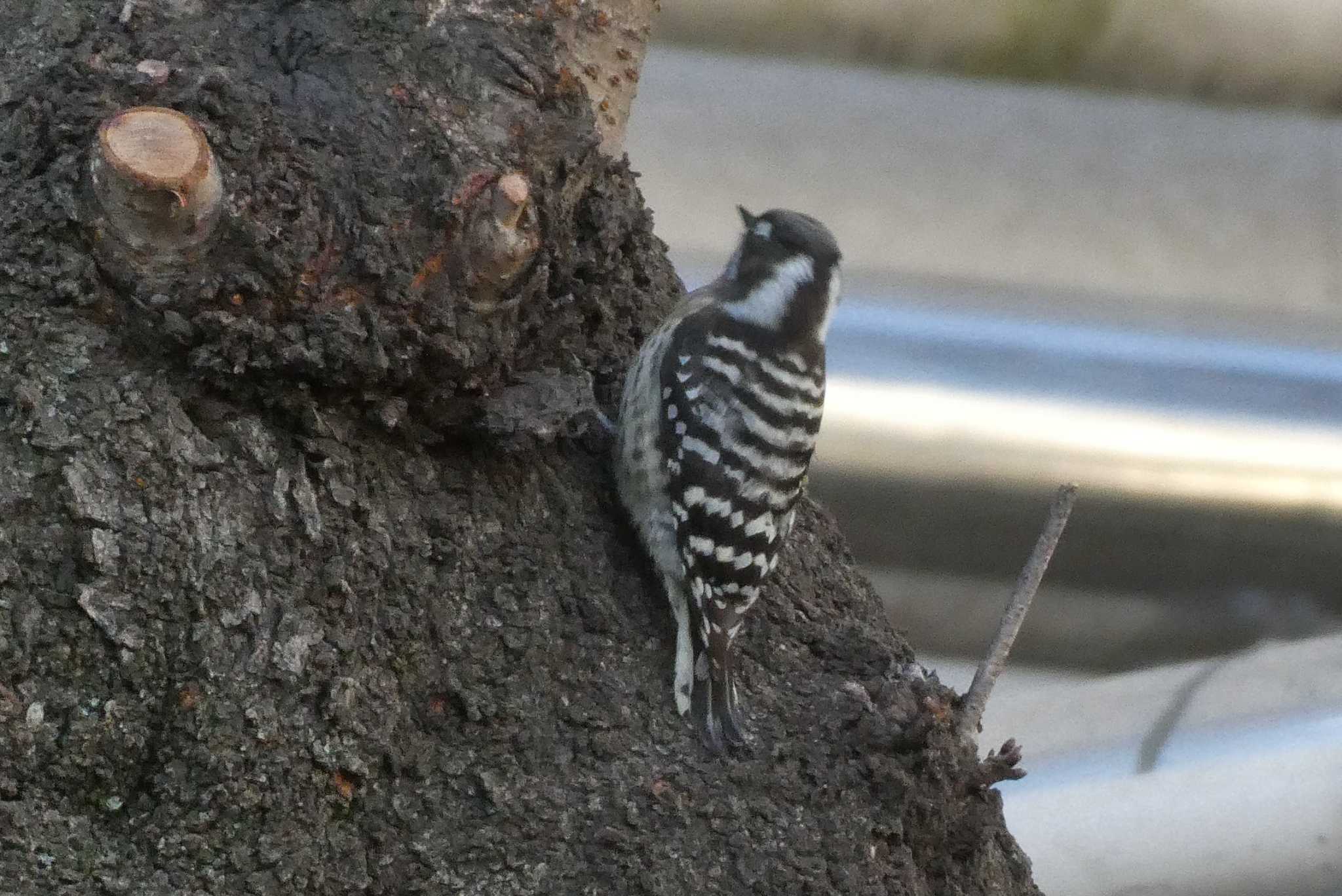 Photo of Japanese Pygmy Woodpecker at 東京都北区