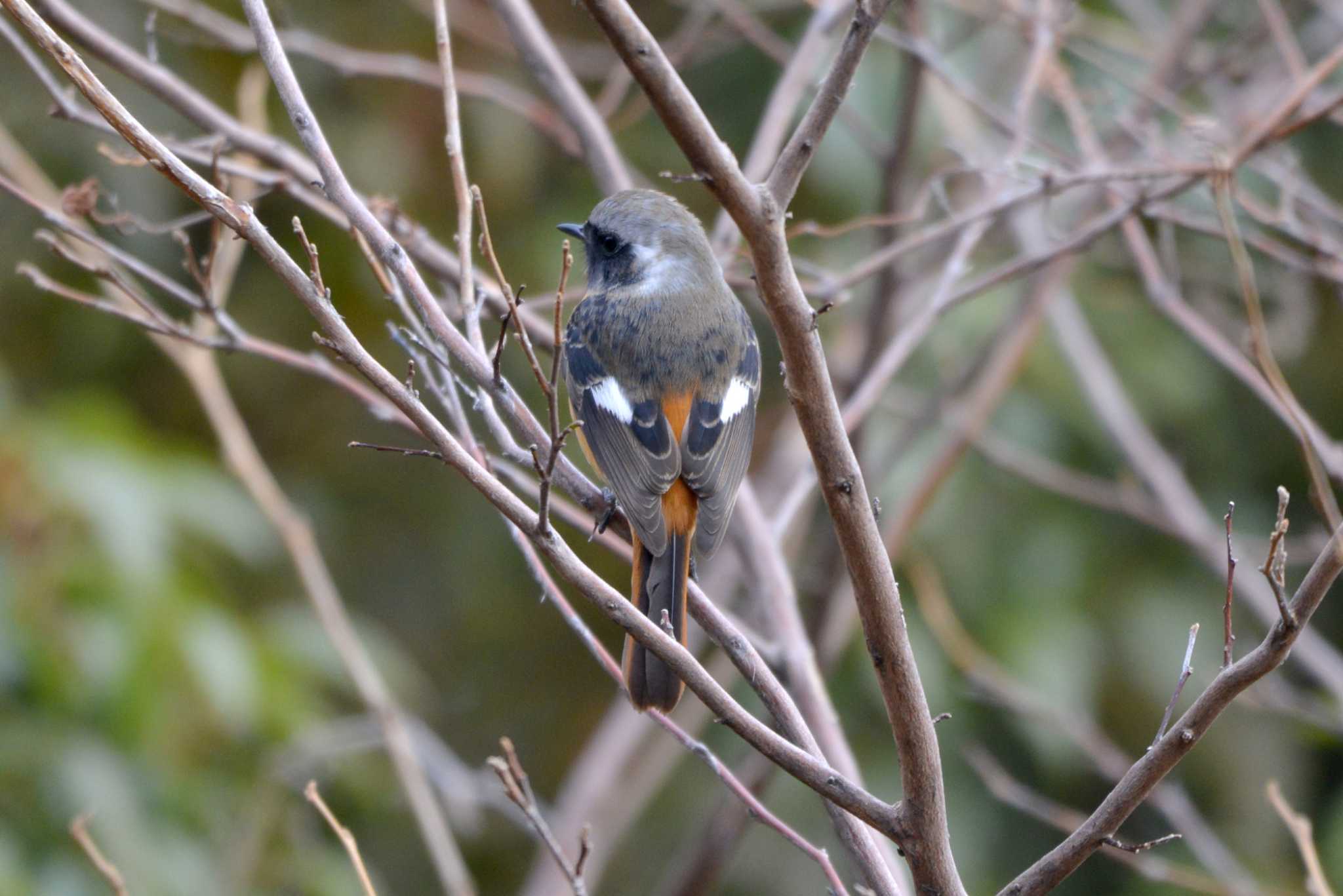 Photo of Daurian Redstart at 加木屋緑地