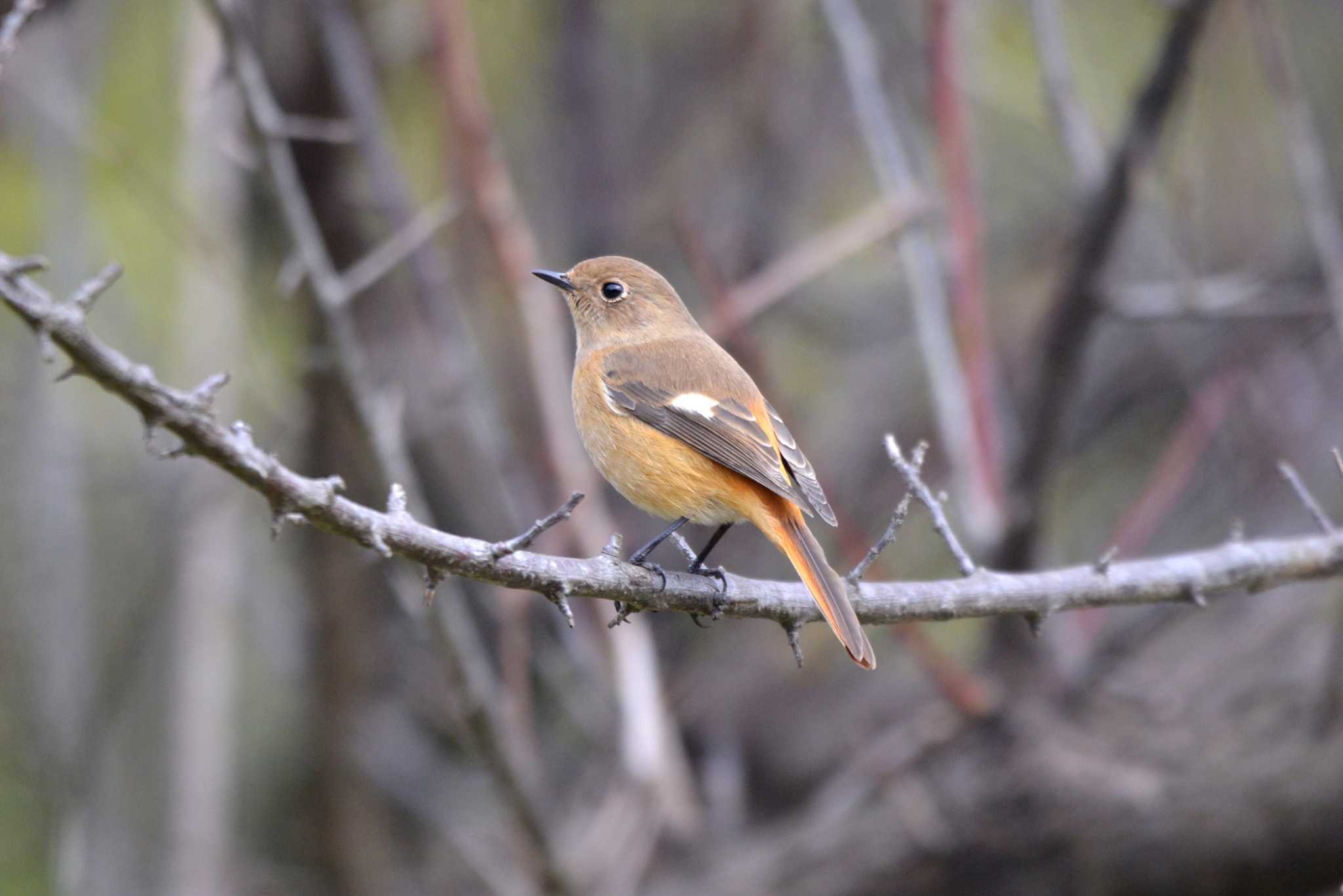 Photo of Daurian Redstart at 加木屋緑地