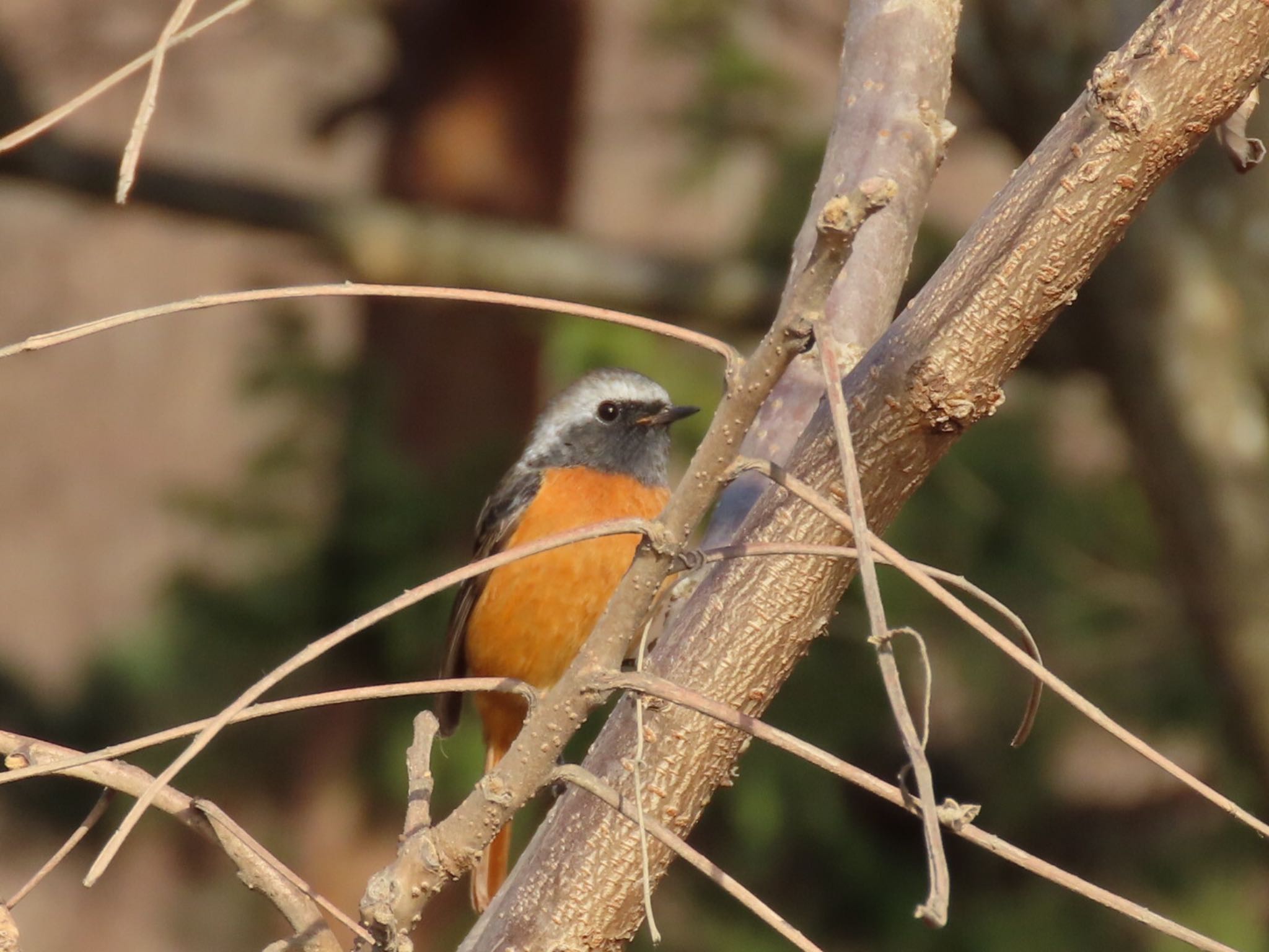 Photo of Daurian Redstart at 本栖湖周辺