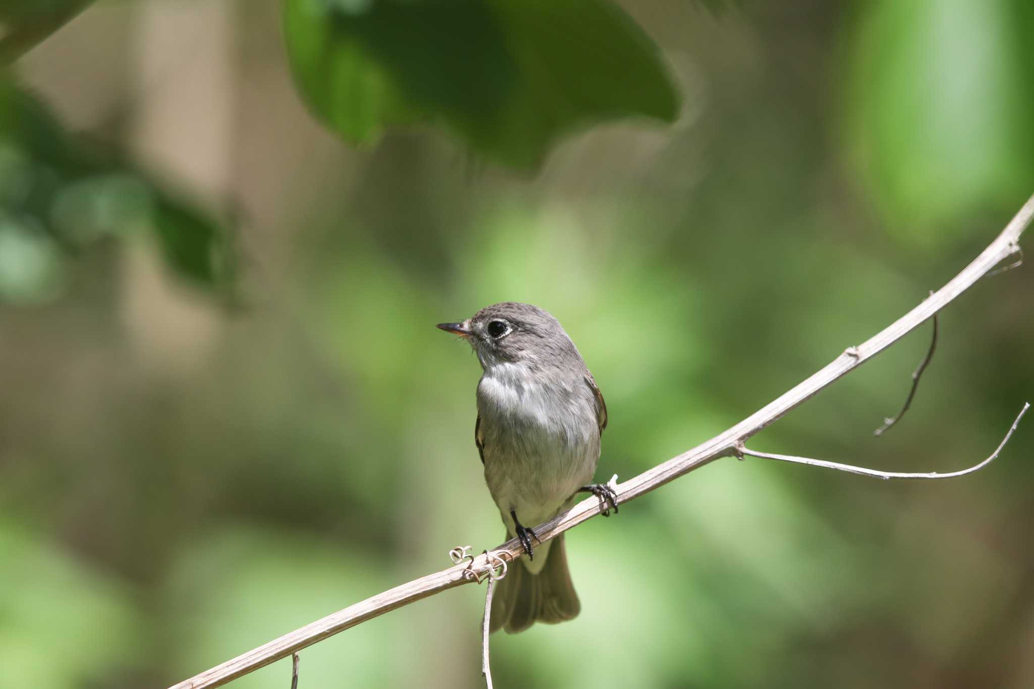 Asian Brown Flycatcher