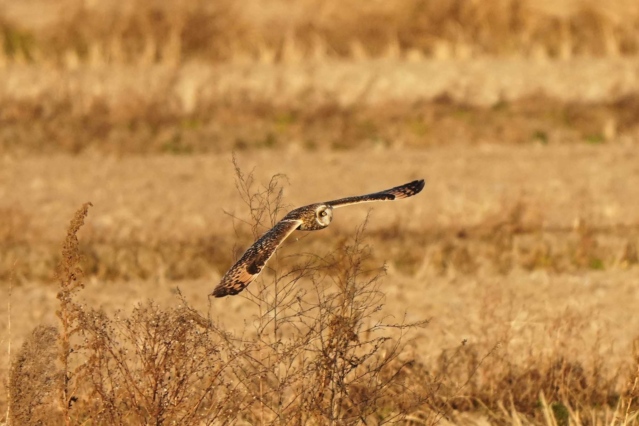 コミミズク来ました by raptor2