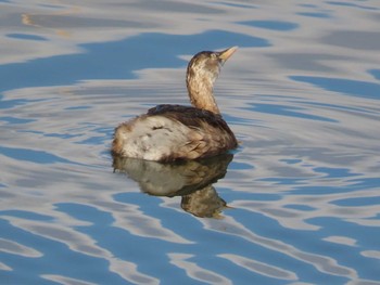 Little Grebe 岡山百間川 Mon, 1/4/2021