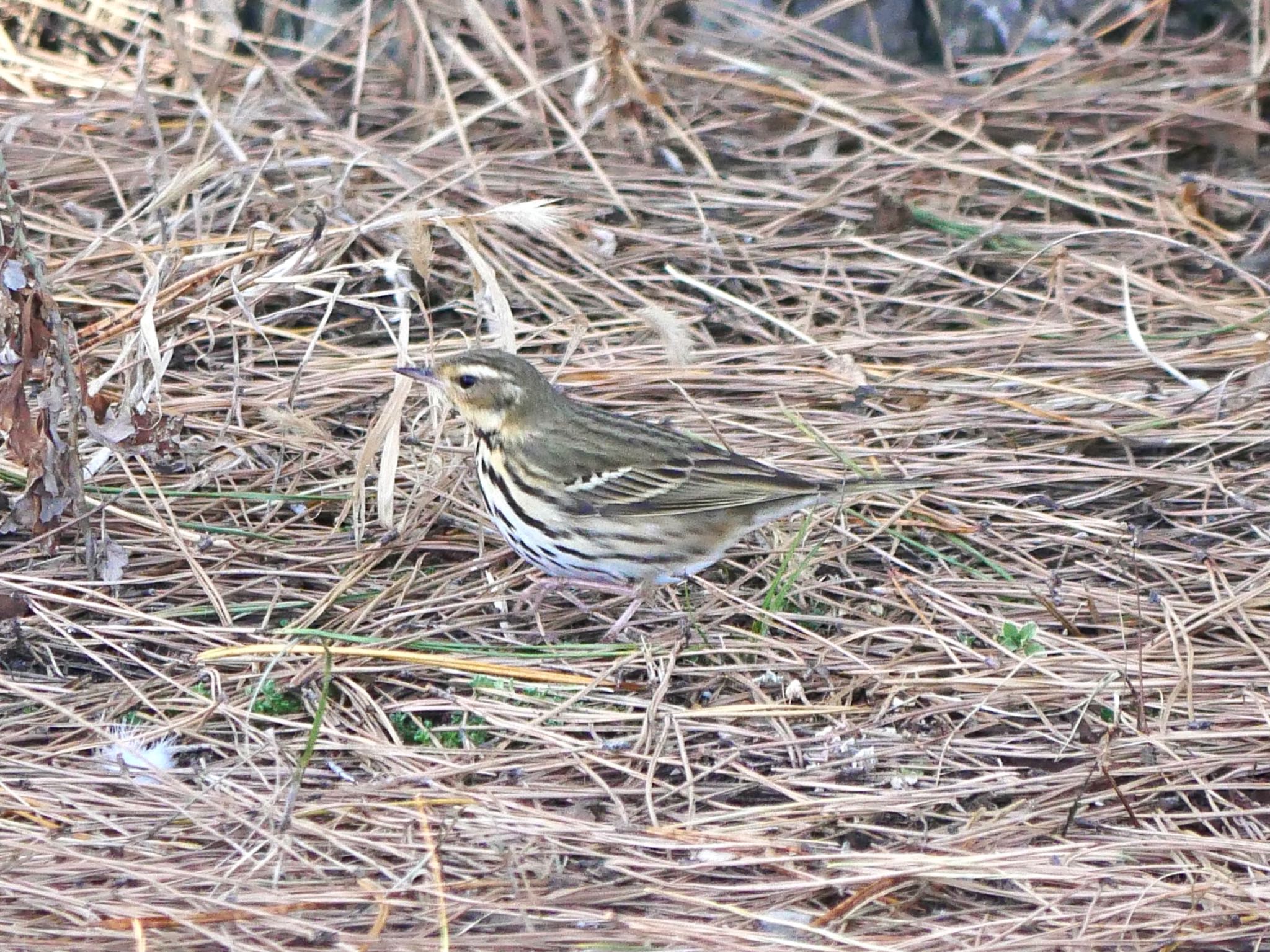 Photo of Olive-backed Pipit at 三保の松原