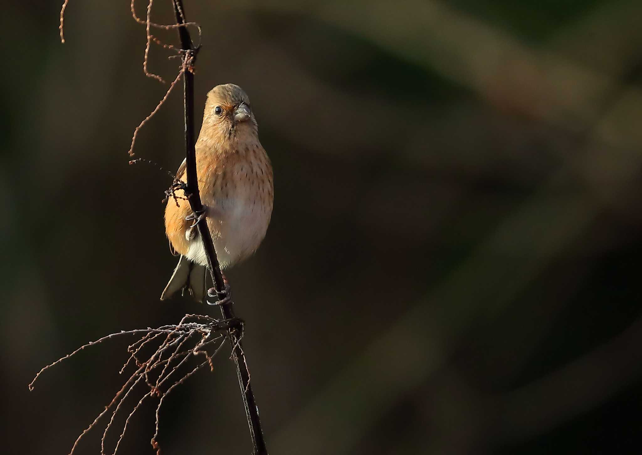 Photo of Siberian Long-tailed Rosefinch at 愛知県