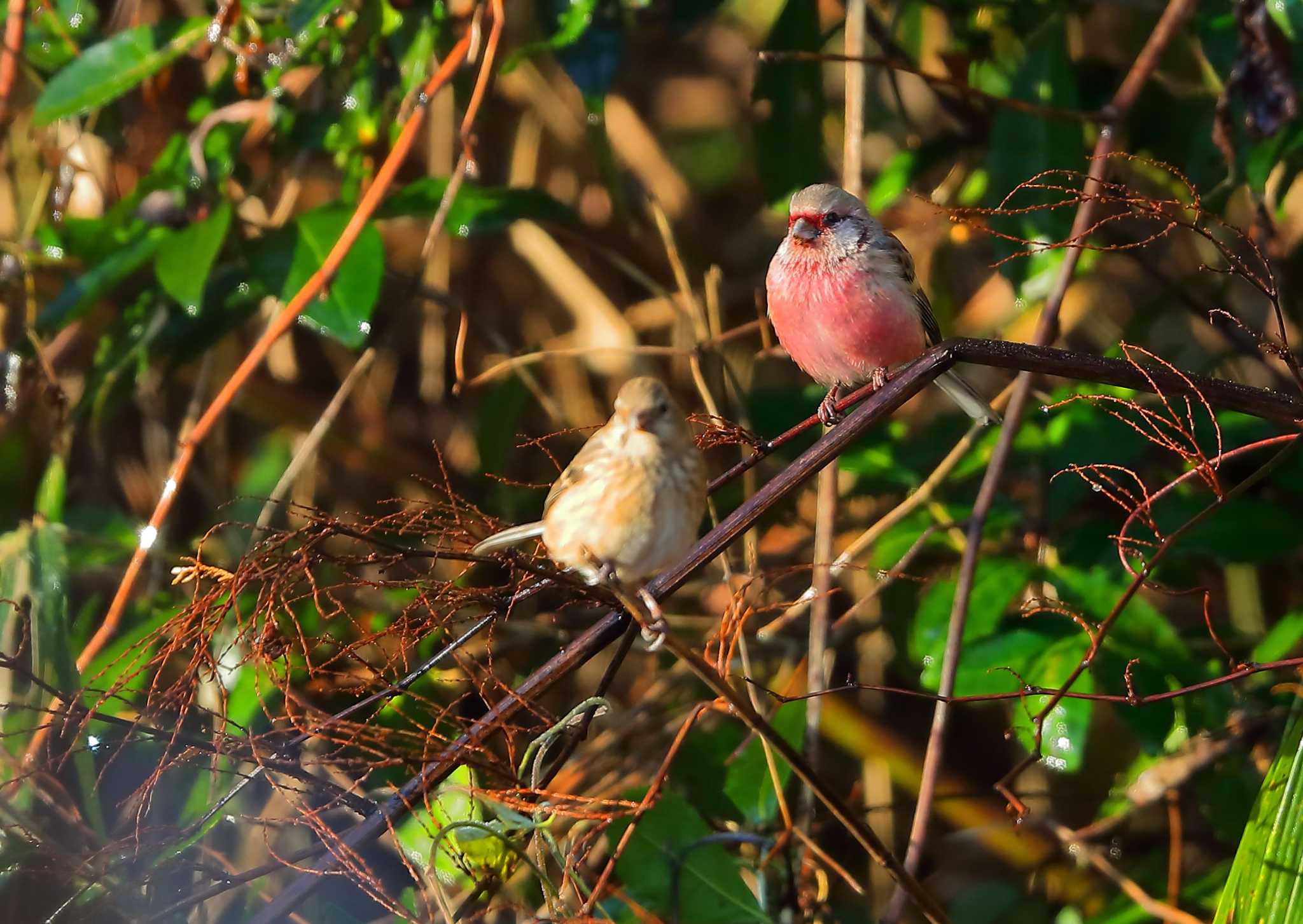 Photo of Siberian Long-tailed Rosefinch at 愛知県