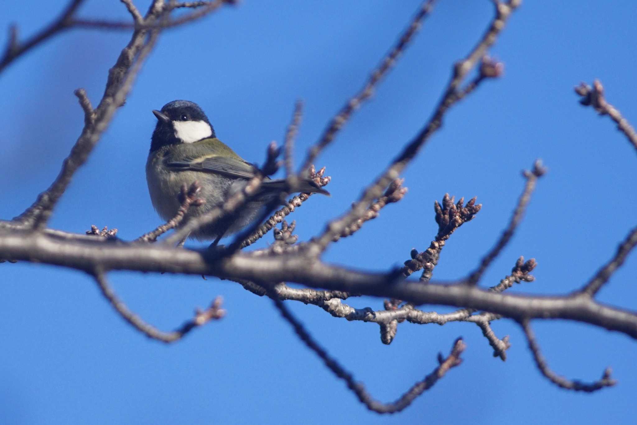 Photo of Japanese Tit at Nogawa by bea