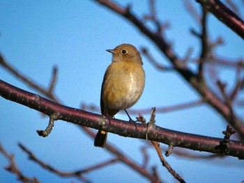 Daurian Redstart 三保の松原 Mon, 1/4/2021