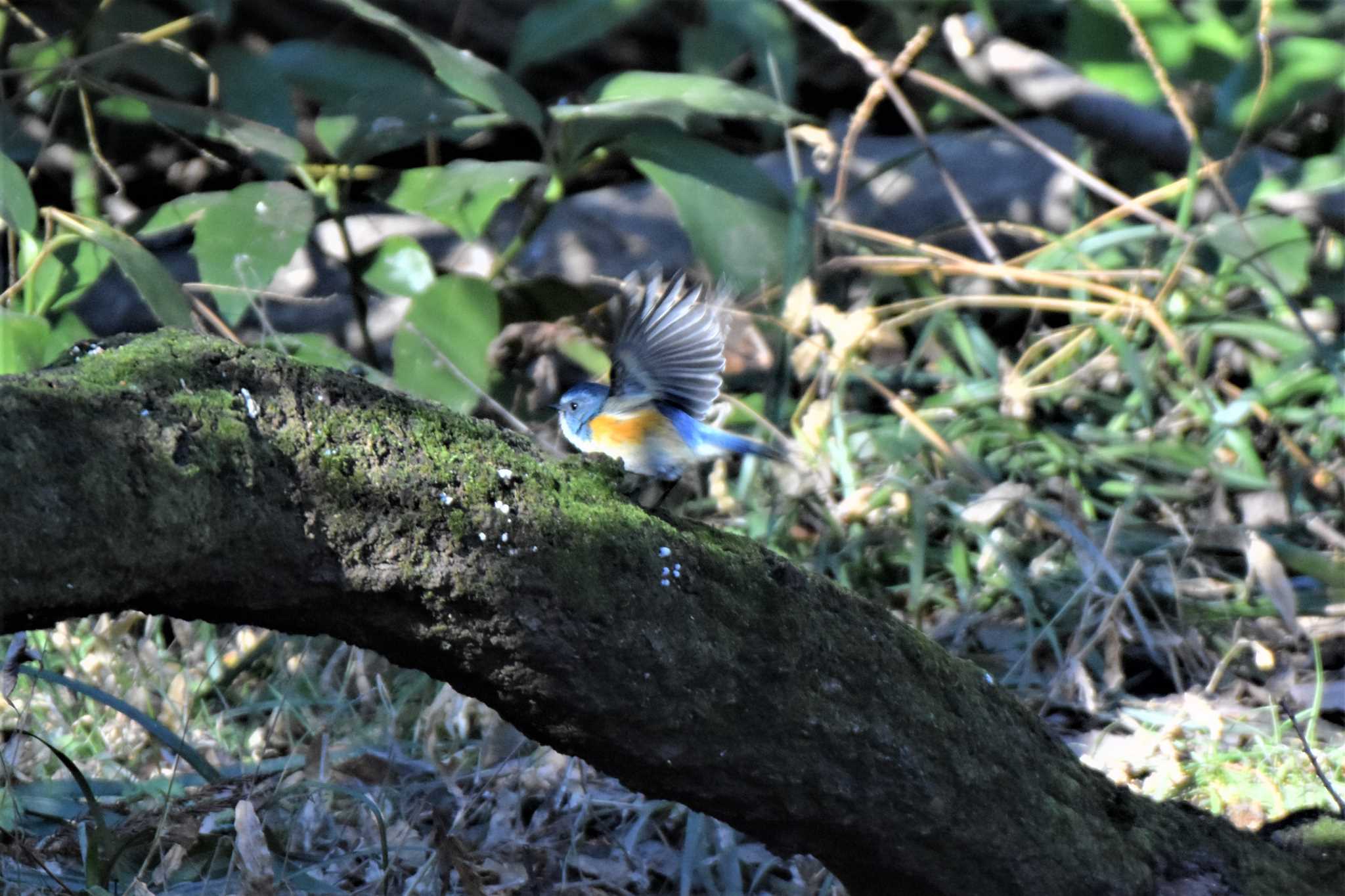 Red-flanked Bluetail