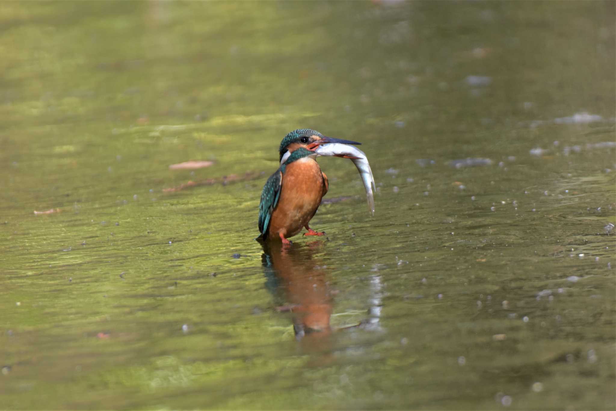 Common Kingfisher