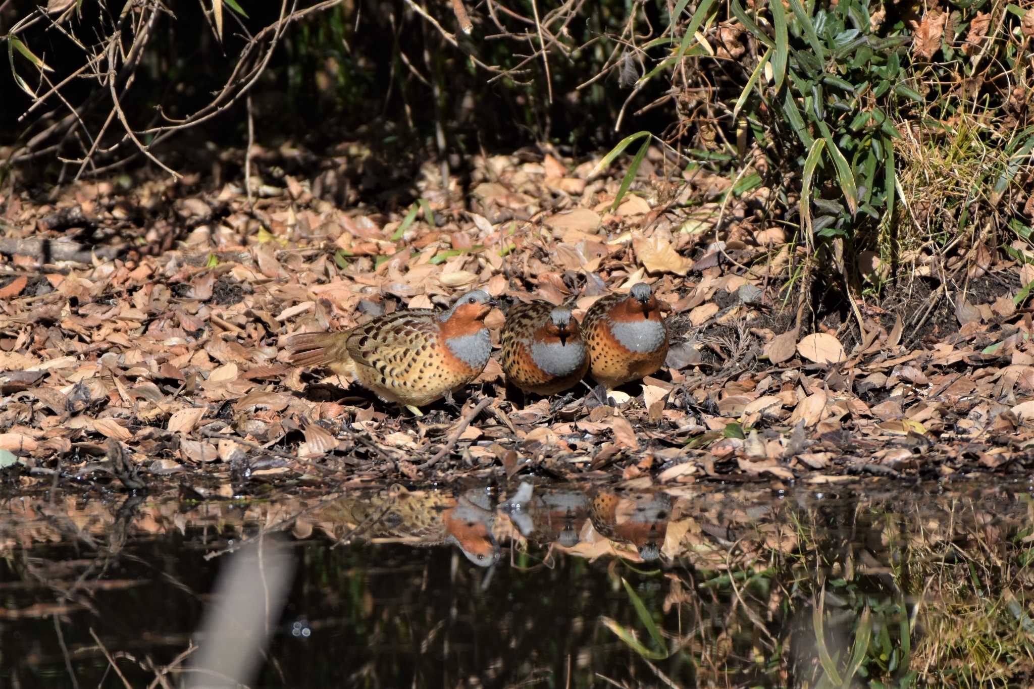 Chinese Bamboo Partridge