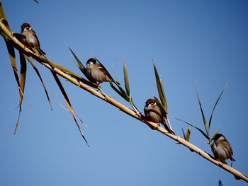 Eurasian Tree Sparrow 三保の松原 Mon, 1/4/2021