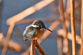 カワセミ 場所が不明 2021年1月4日(月)