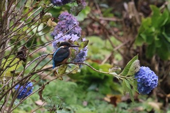 Common Kingfisher 青梅市 Wed, 11/30/2016