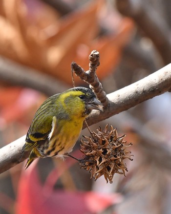 Eurasian Siskin Unknown Spots Sat, 12/12/2020