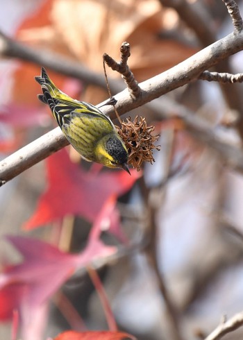 Eurasian Siskin Unknown Spots Sat, 12/12/2020