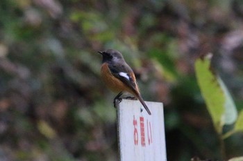 ジョウビタキ 青梅市 2016年11月30日(水)