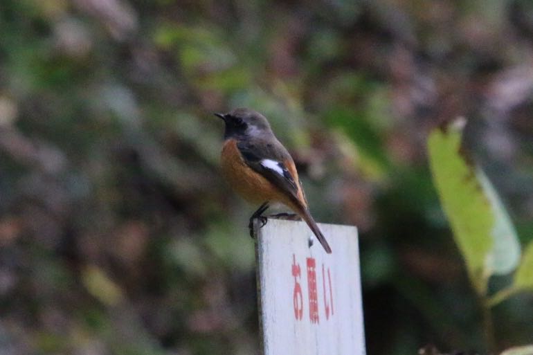 Photo of Daurian Redstart at 青梅市 by ゴロー