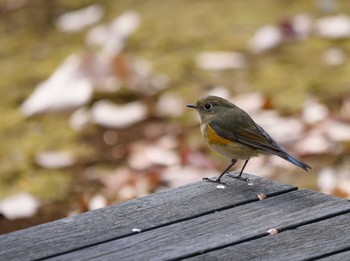 ルリビタキ 小山田緑地公園 2021年1月5日(火)