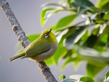 メジロ 薬師池公園 2021年1月5日(火)