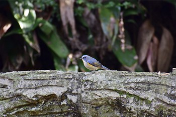 Red-flanked Bluetail Satomi Park Wed, 11/30/2016