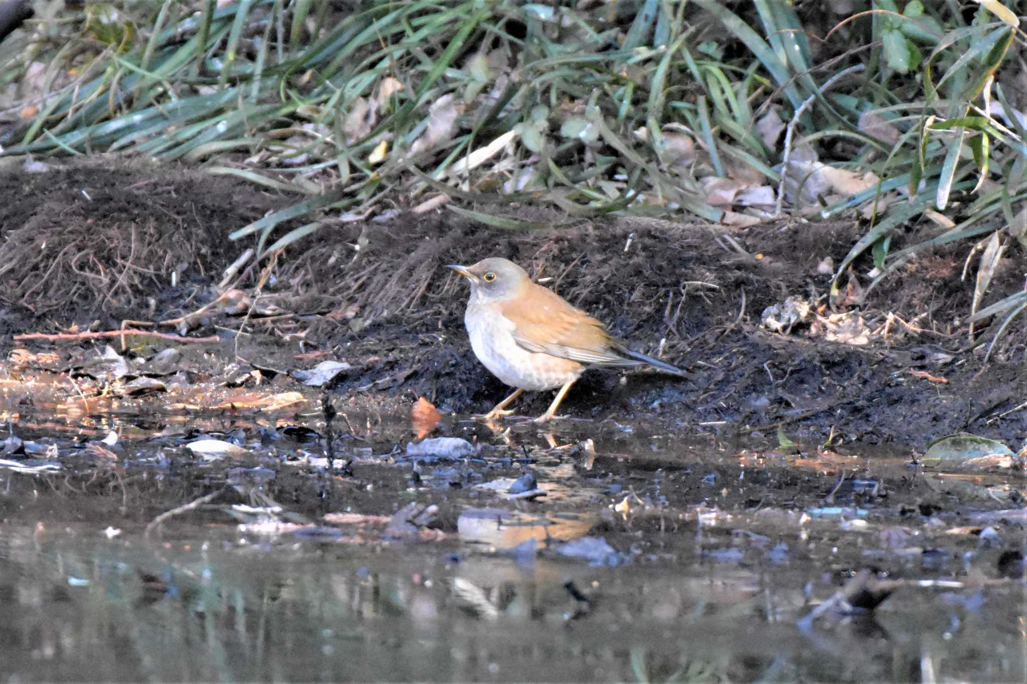 Pale Thrush