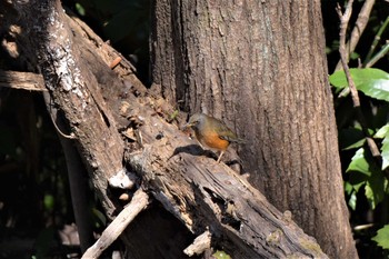 アカハラ 大麻生野鳥の森公園 2021年1月4日(月)