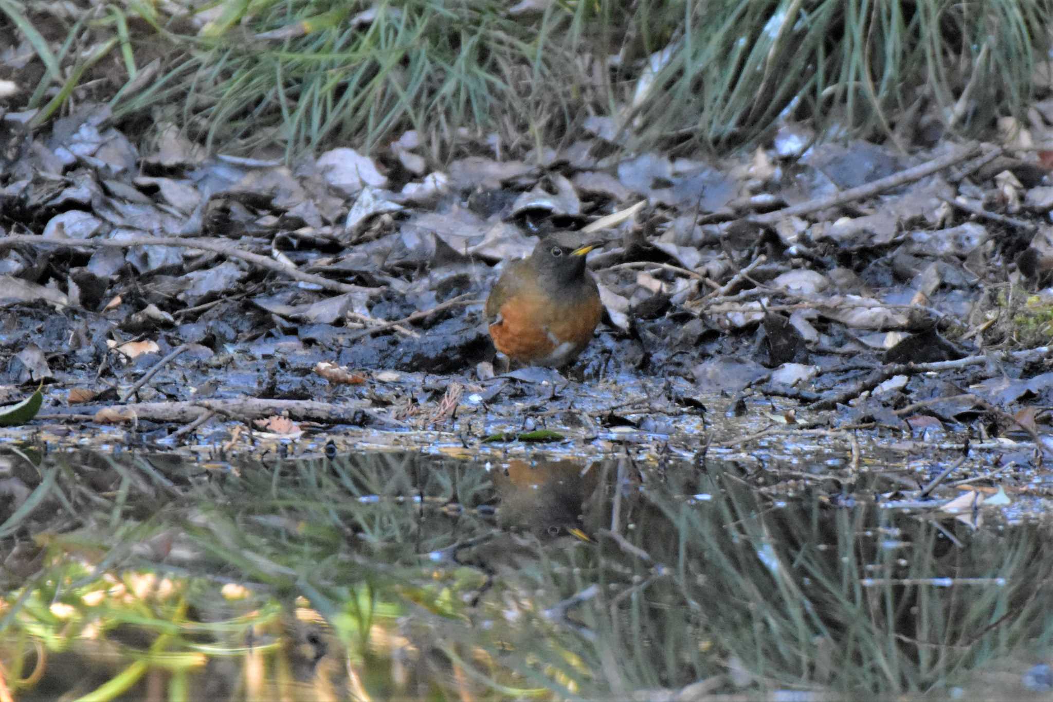 Brown-headed Thrush(orii)