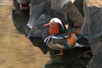 2021年1月4日(月) 薬師池公園の野鳥観察記録