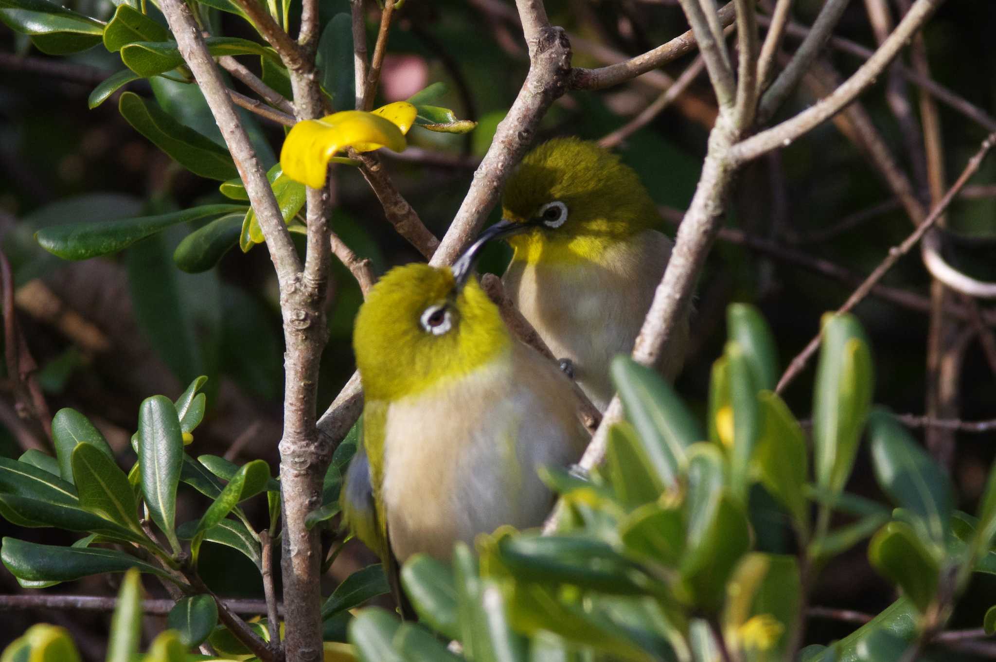 Photo of Warbling White-eye at 