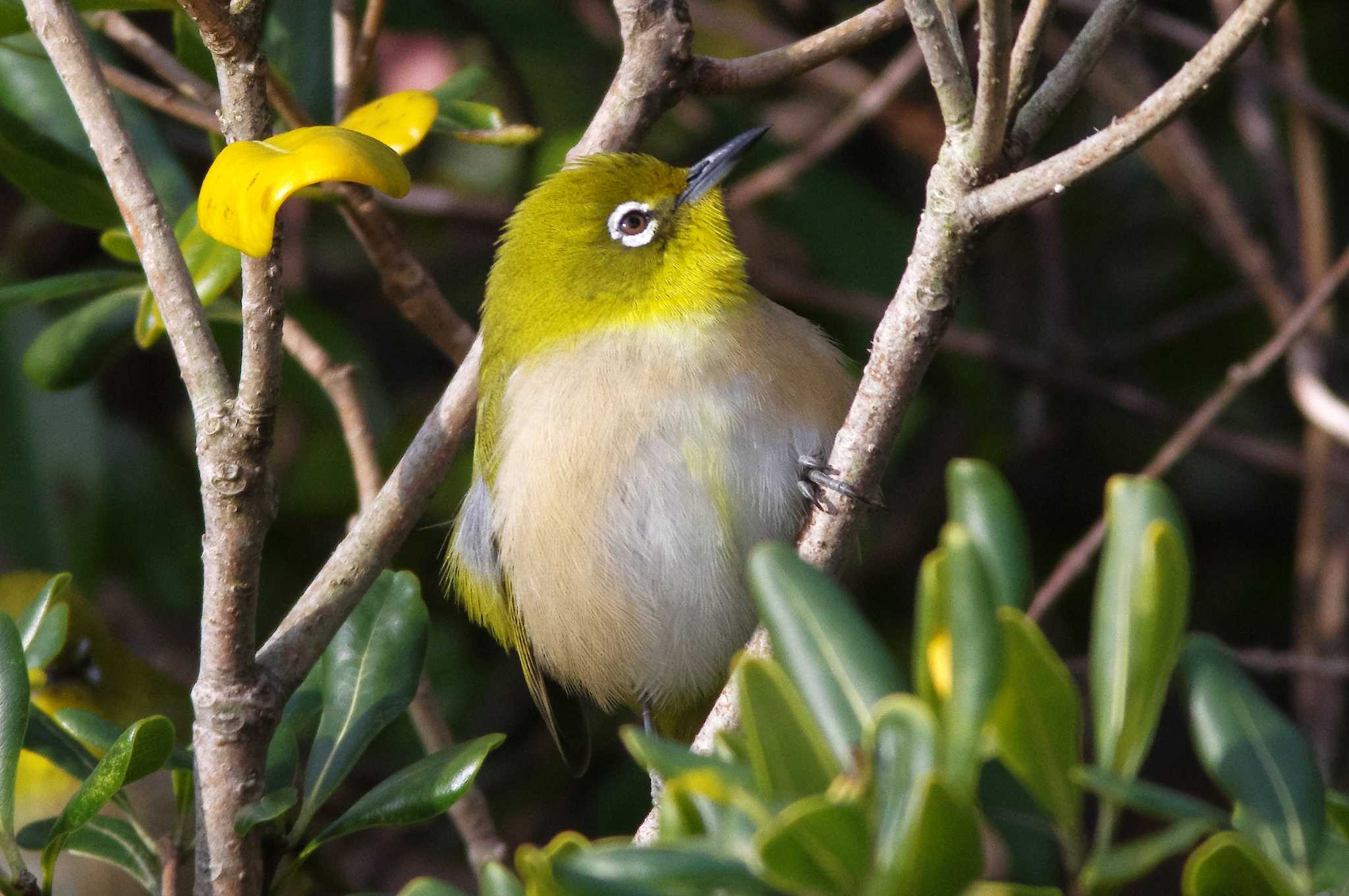 Photo of Warbling White-eye at 