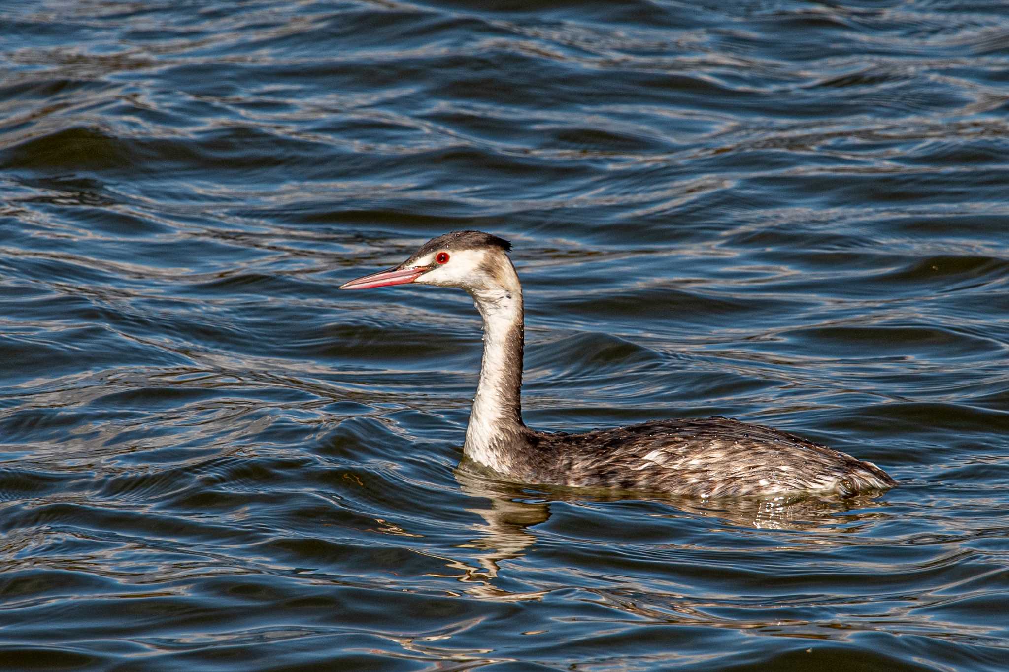 Photo of Great Crested Grebe at 釜谷池